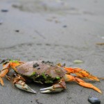 A crab is taking a rest at French Beach National Park